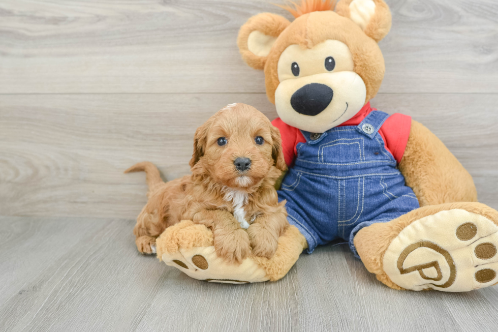 Cavapoo Pup Being Cute