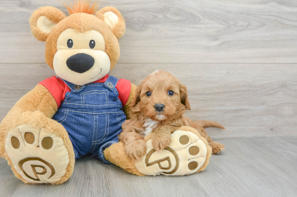 7 week old Cavapoo Puppy For Sale - Puppy Love PR