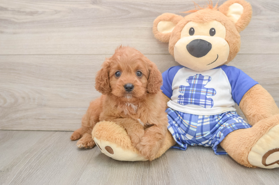 6 week old Cavapoo Puppy For Sale - Puppy Love PR