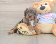 8 week old Cavapoo Puppy For Sale - Puppy Love PR