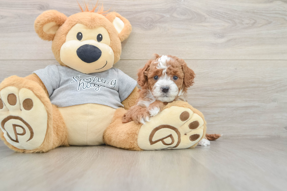 Cavapoo Puppy for Adoption