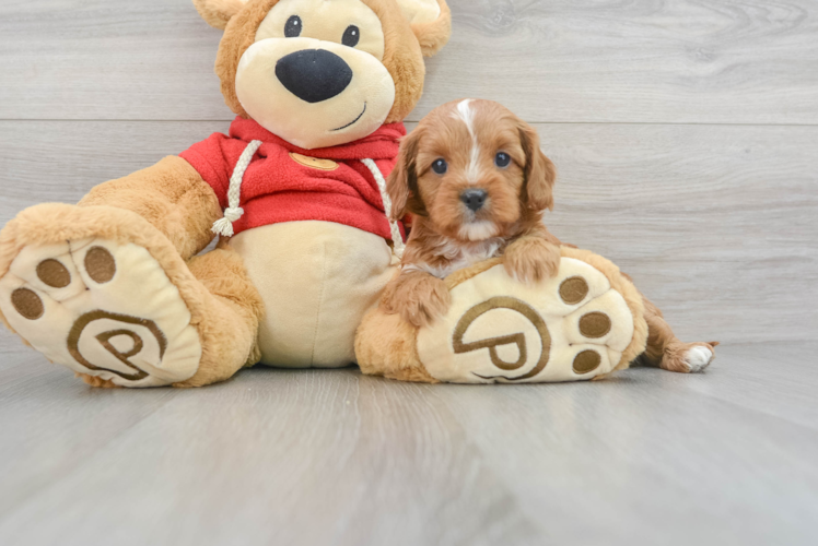 Meet Kimber - our Cavapoo Puppy Photo 1/3 - Puppy Love PR Friendly Cavapoo Baby