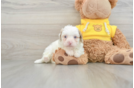 Cavapoo Pup Being Cute