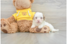 Adorable Cavalier King Charles Spaniel and Poodle Mix Poodle Mix Puppy