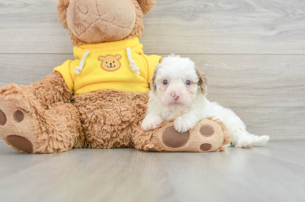 8 week old Cavapoo Puppy For Sale - Puppy Love PR