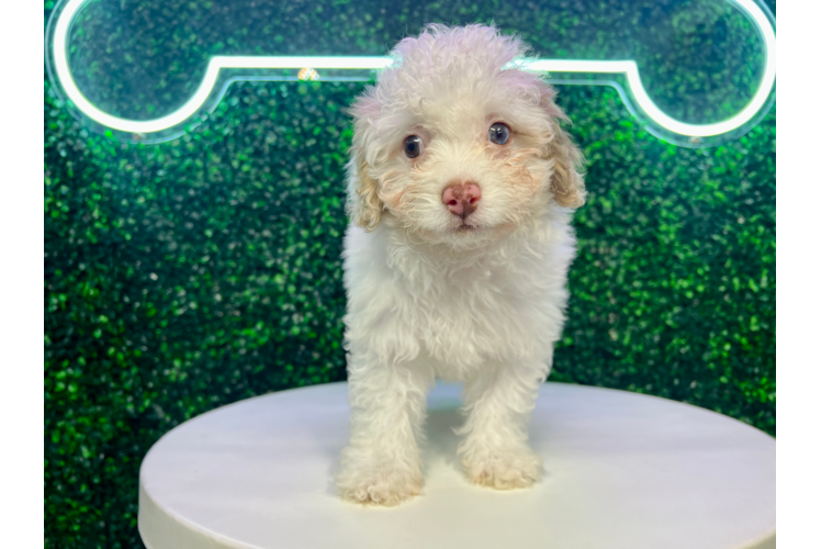 Cute Cavapoo Poodle Mix Pup