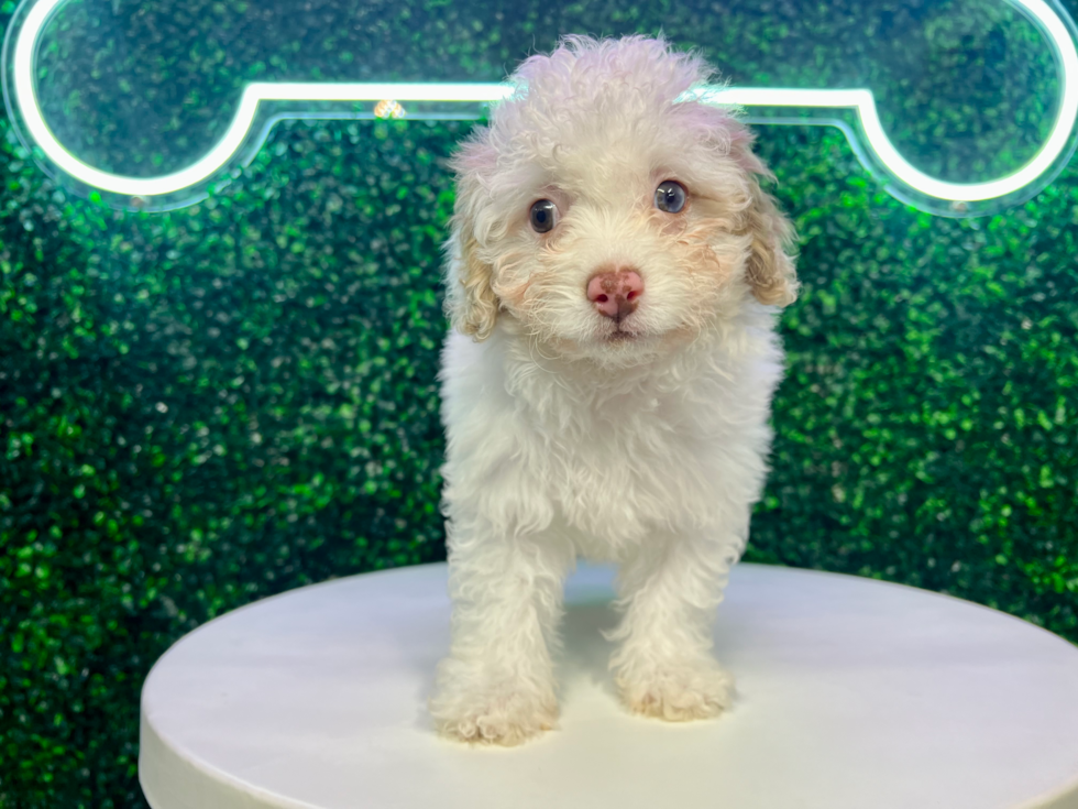 Cute Cavapoo Poodle Mix Pup