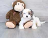 9 week old Cavapoo Puppy For Sale - Puppy Love PR