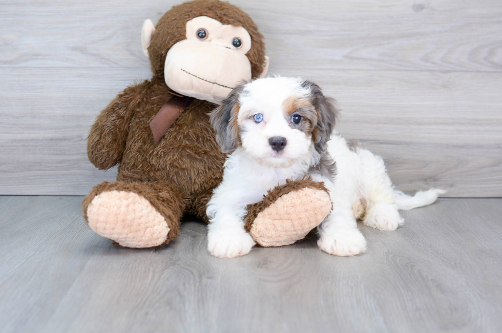 9 week old Cavapoo Puppy For Sale - Puppy Love PR