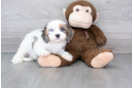 Cavapoo Pup Being Cute