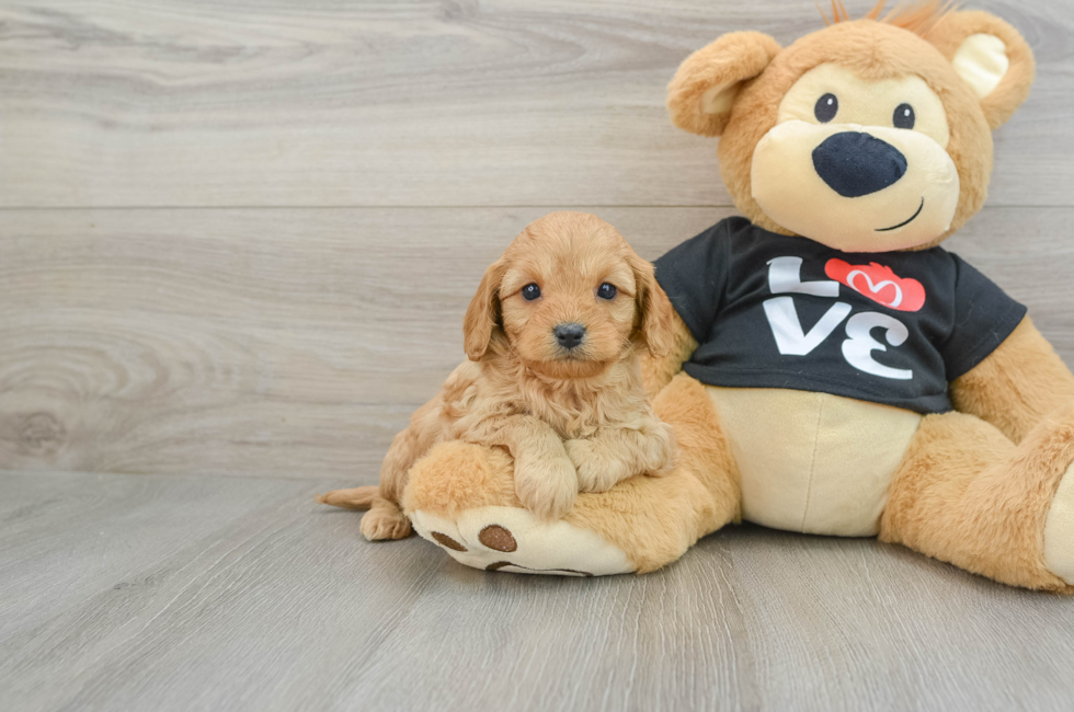 6 week old Cavapoo Puppy For Sale - Puppy Love PR