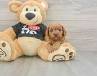 8 week old Cavapoo Puppy For Sale - Puppy Love PR