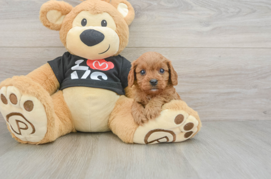 Fluffy Cavapoo Poodle Mix Pup