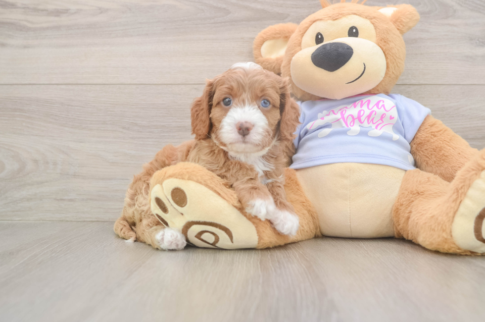 5 week old Cavapoo Puppy For Sale - Puppy Love PR