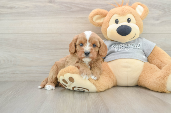 Cavapoo Puppy for Adoption