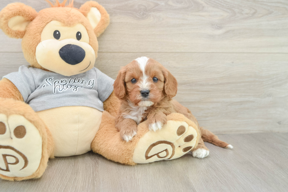 Funny Cavapoo Poodle Mix Pup
