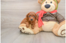 Playful Cavapoodle Poodle Mix Puppy