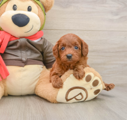 7 week old Cavapoo Puppy For Sale - Puppy Love PR