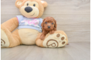 Best Cavapoo Baby