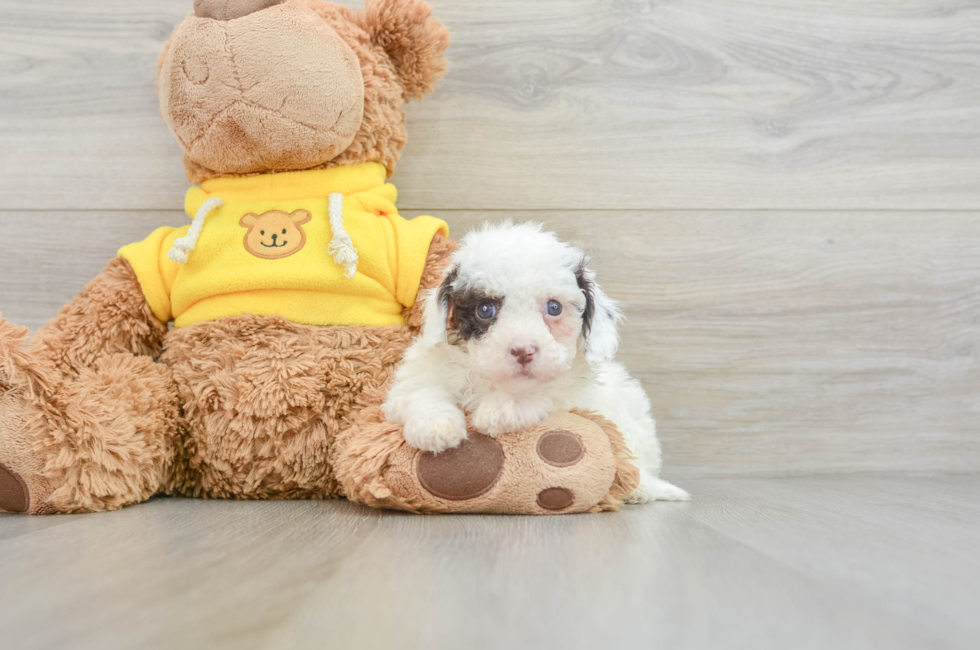 8 week old Cavapoo Puppy For Sale - Puppy Love PR