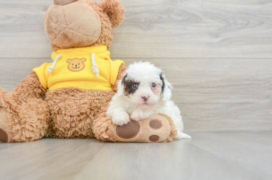 Cavapoo Puppy for Adoption