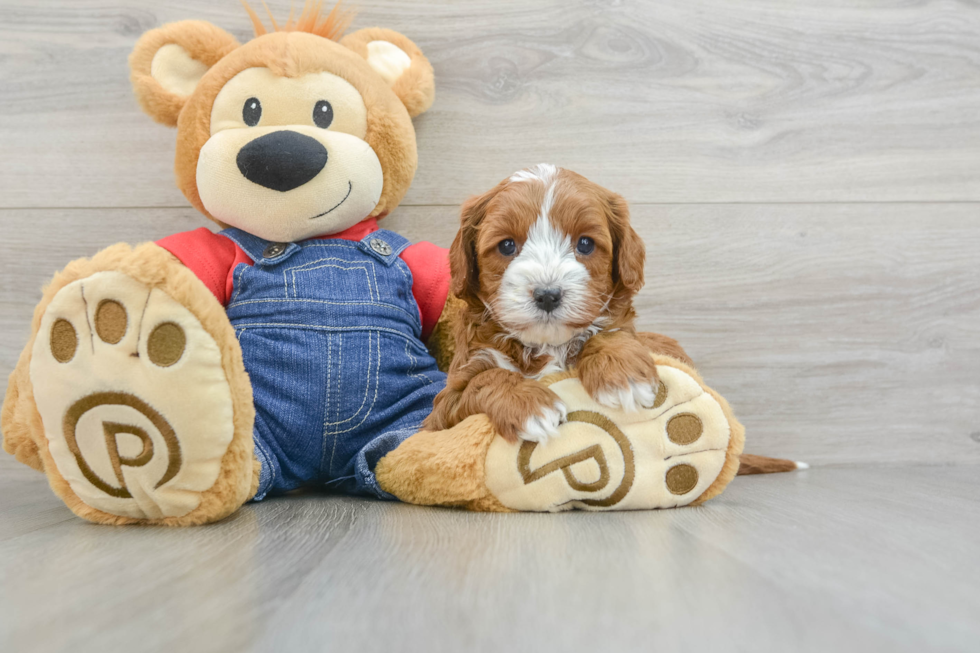 Best Cavapoo Baby