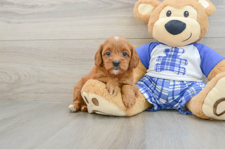 Cavapoo Puppy for Adoption