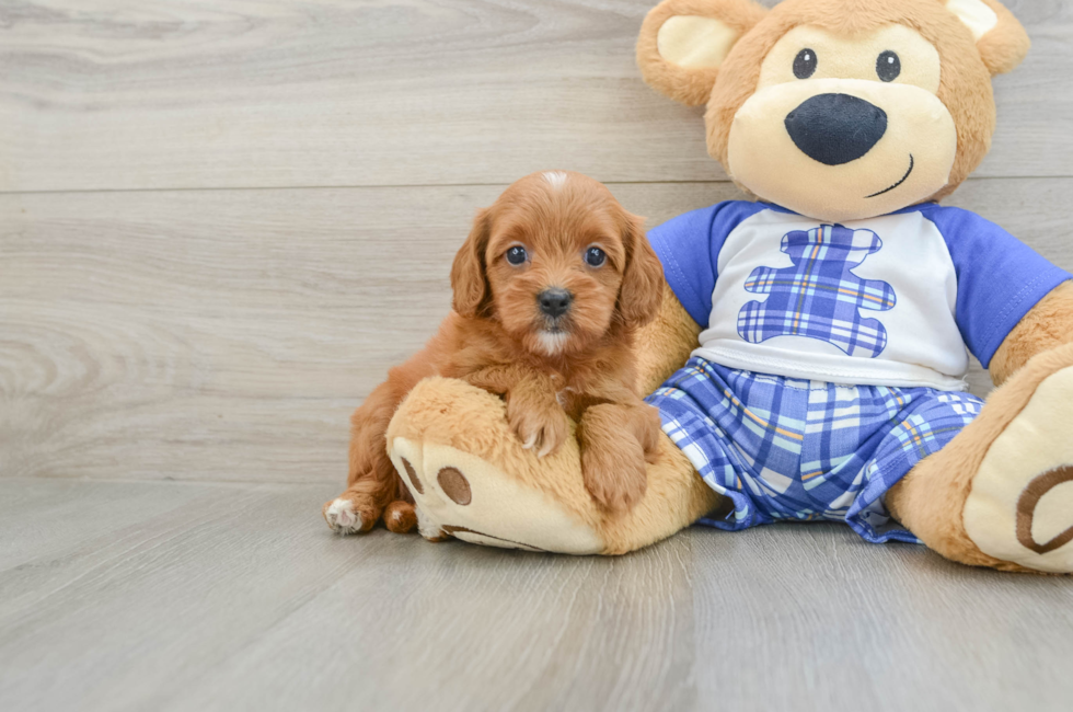 7 week old Cavapoo Puppy For Sale - Puppy Love PR
