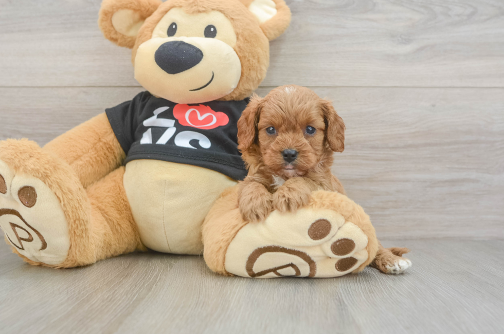 6 week old Cavapoo Puppy For Sale - Puppy Love PR