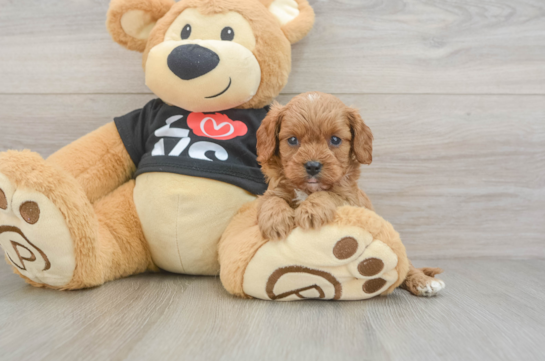 Funny Cavapoo Poodle Mix Pup