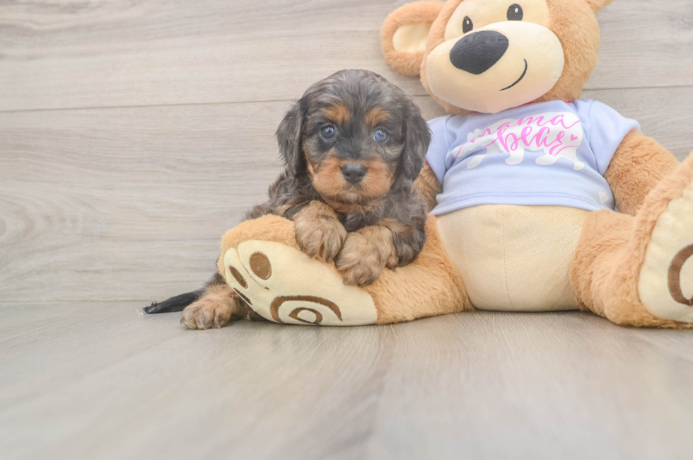 5 week old Cavapoo Puppy For Sale - Puppy Love PR