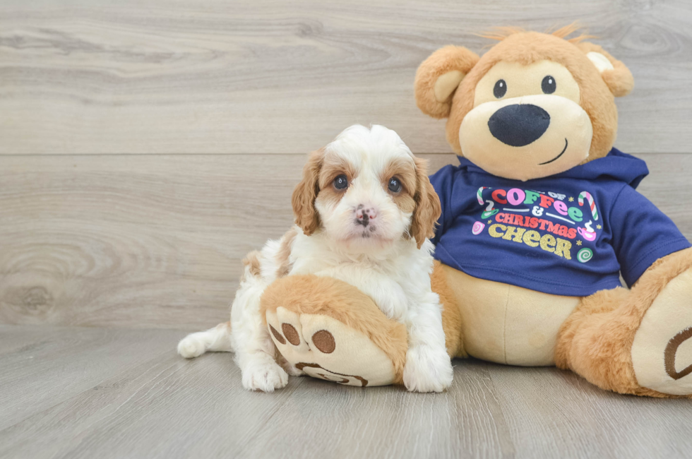 5 week old Cavapoo Puppy For Sale - Puppy Love PR