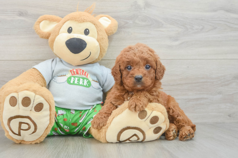 6 week old Cavapoo Puppy For Sale - Puppy Love PR