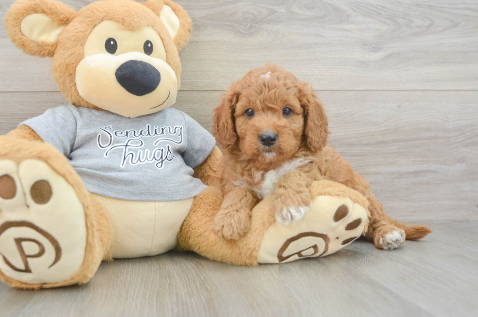 6 week old Cavapoo Puppy For Sale - Puppy Love PR