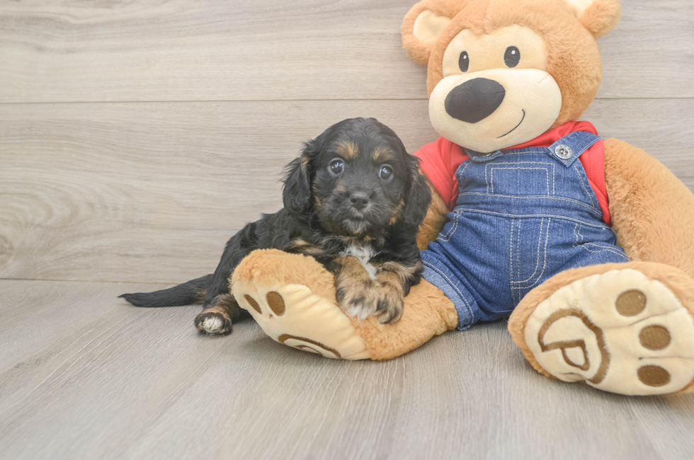 5 week old Cavapoo Puppy For Sale - Puppy Love PR