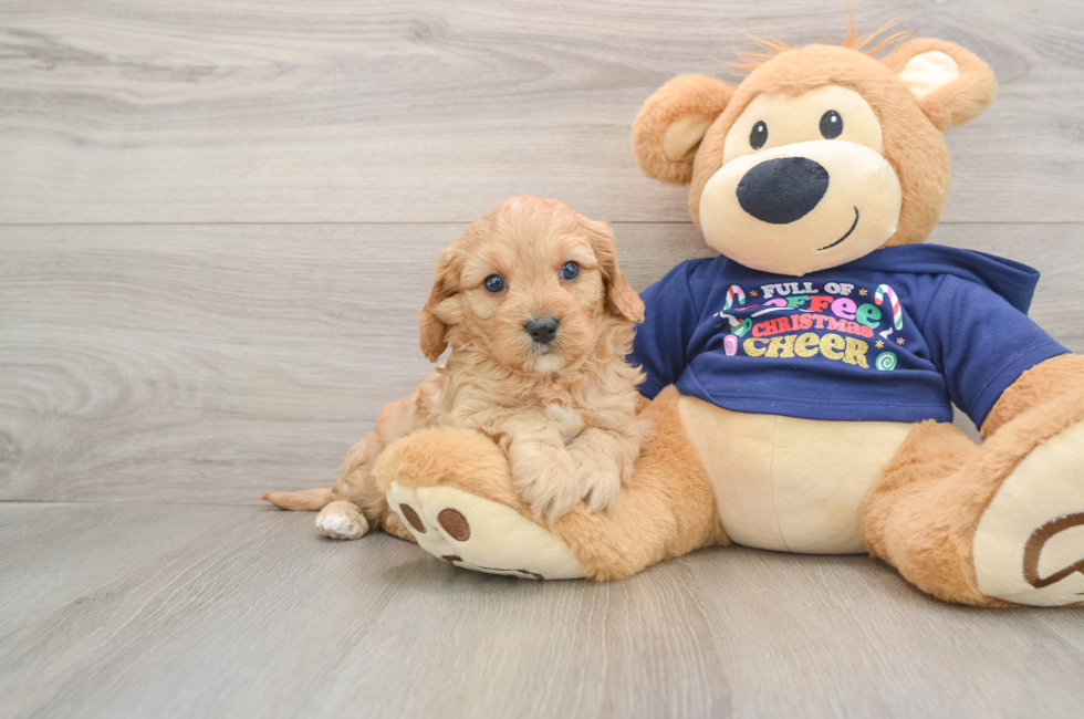 5 week old Cavapoo Puppy For Sale - Puppy Love PR