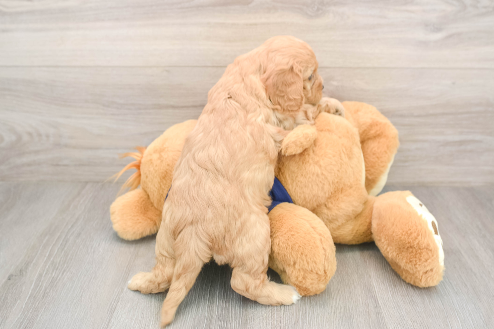 Cavapoo Pup Being Cute