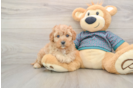 Funny Cavapoo Poodle Mix Pup