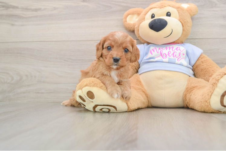 Cavapoo Puppy for Adoption