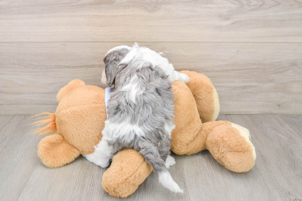 Energetic Cavoodle Poodle Mix Puppy