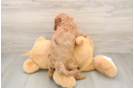 Cute Cavapoo Baby