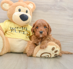9 week old Cavapoo Puppy For Sale - Puppy Love PR