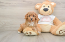 Playful Cavapoodle Poodle Mix Puppy