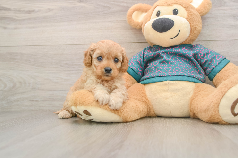 Cavapoo Puppy for Adoption