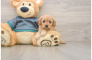 Hypoallergenic Cavadoodle Poodle Mix Puppy