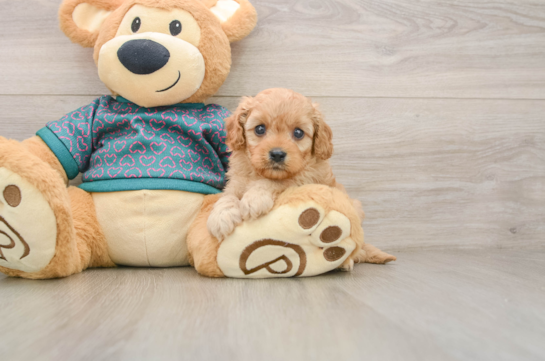 Hypoallergenic Cavadoodle Poodle Mix Puppy