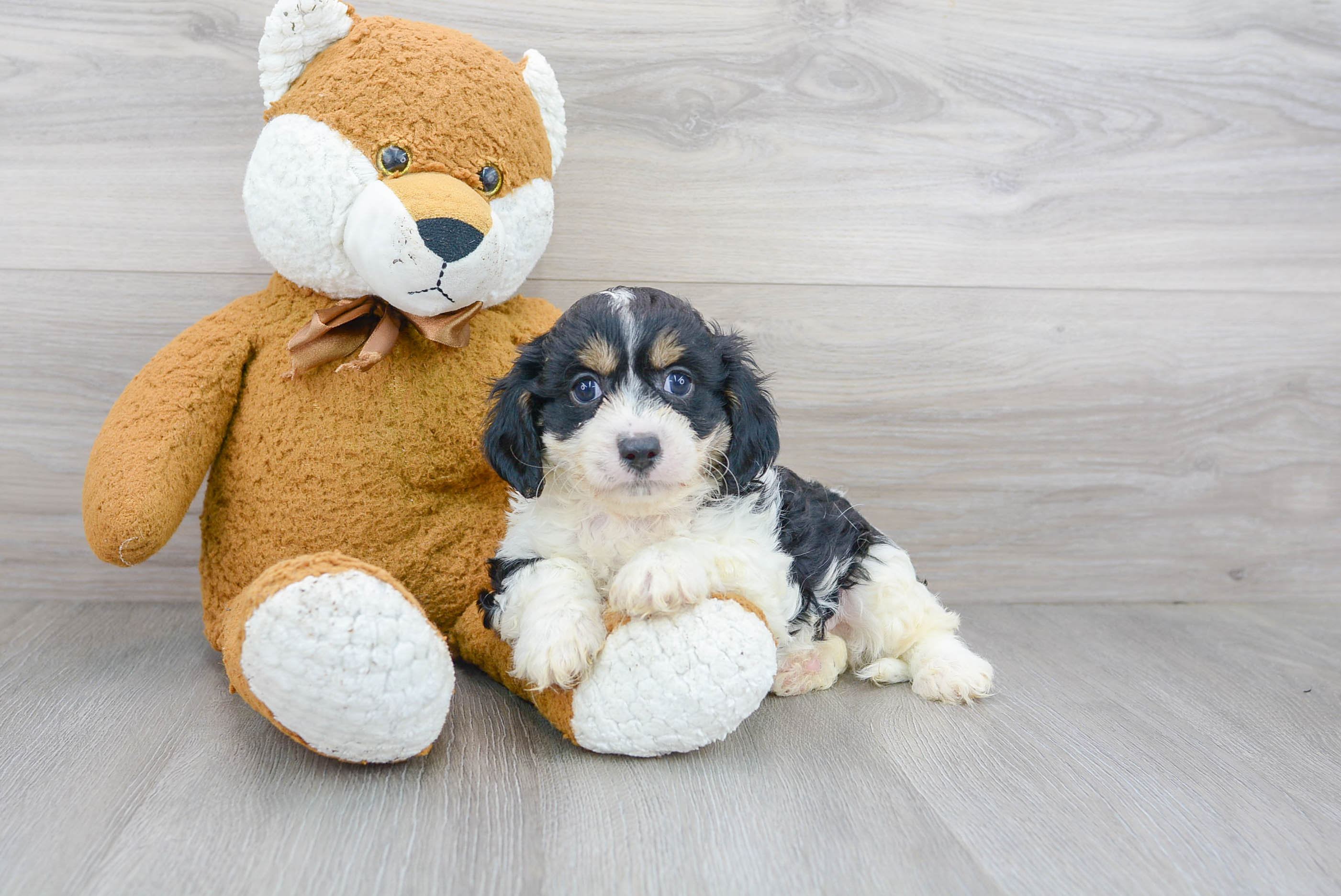 Cute Cavapoo Baby