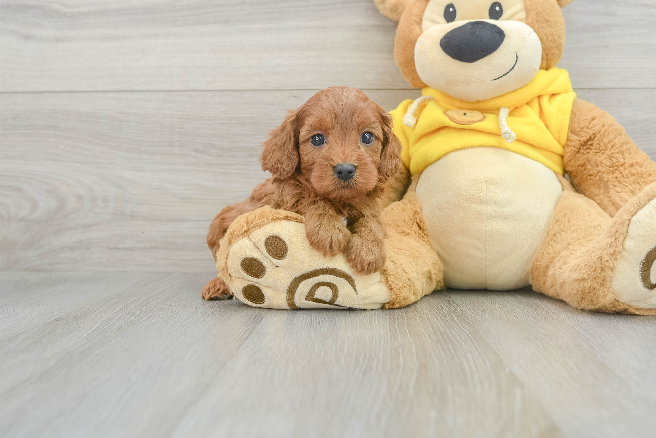 Cavapoo Pup Being Cute