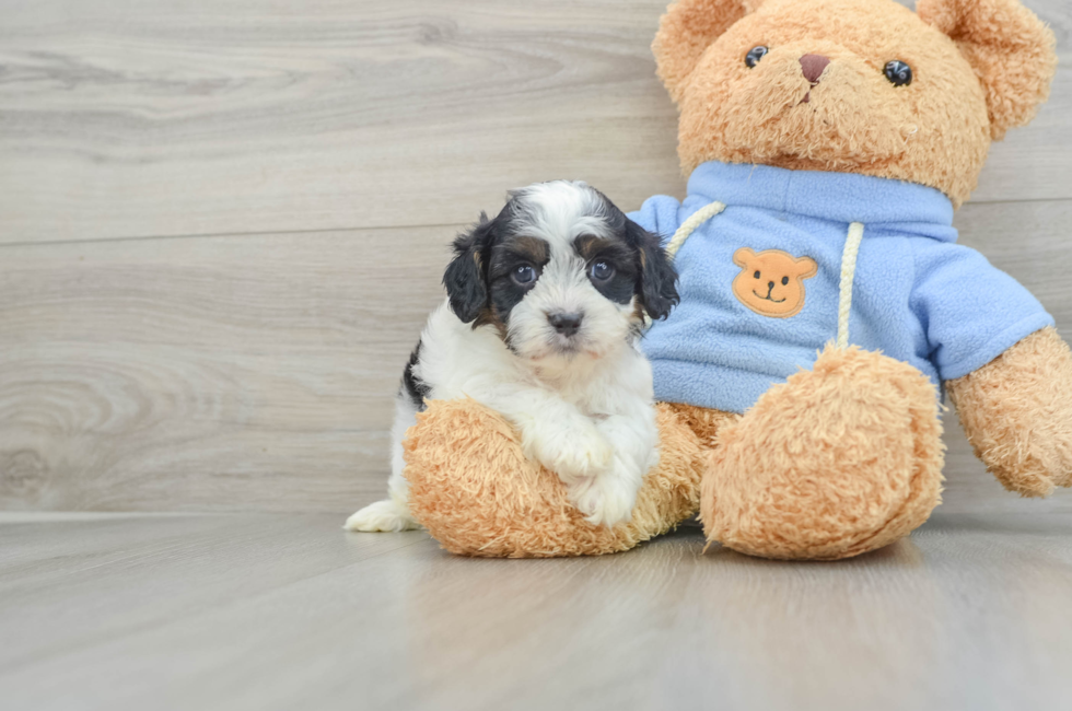 5 week old Cavapoo Puppy For Sale - Puppy Love PR