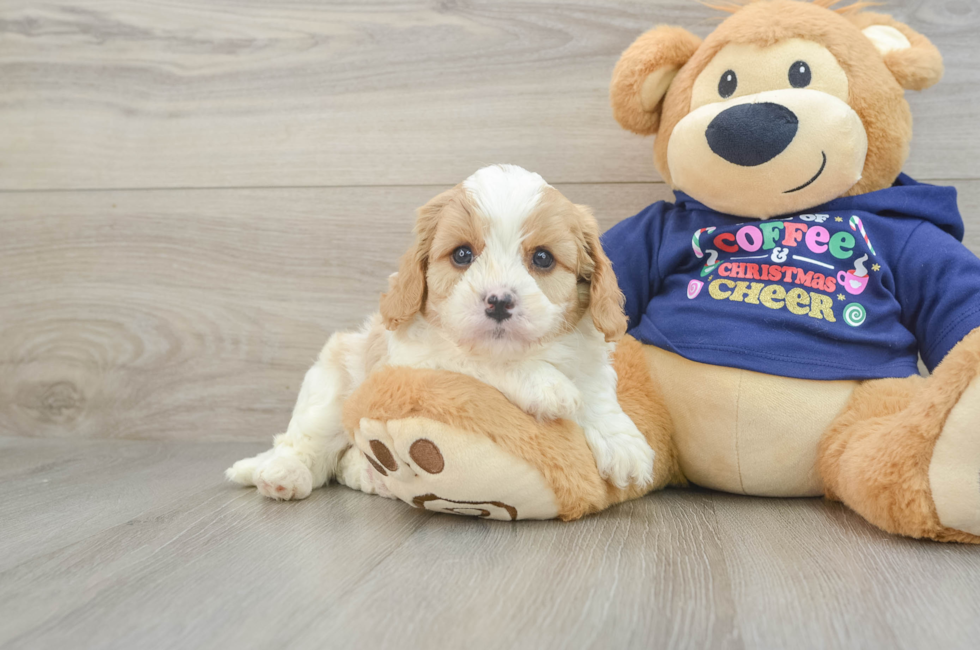 5 week old Cavapoo Puppy For Sale - Puppy Love PR